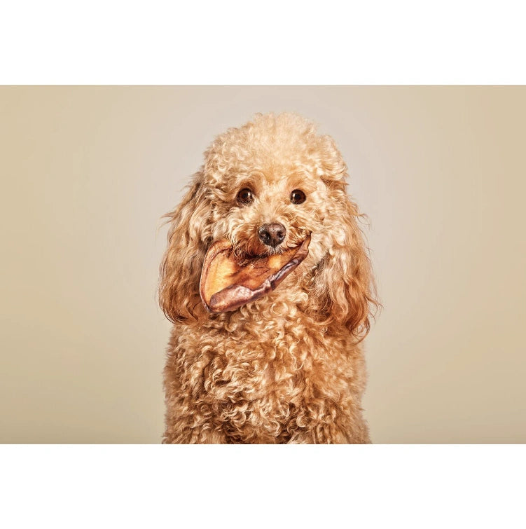 Aaponminimarket Snackys Dog Snack Ear (10 Units)