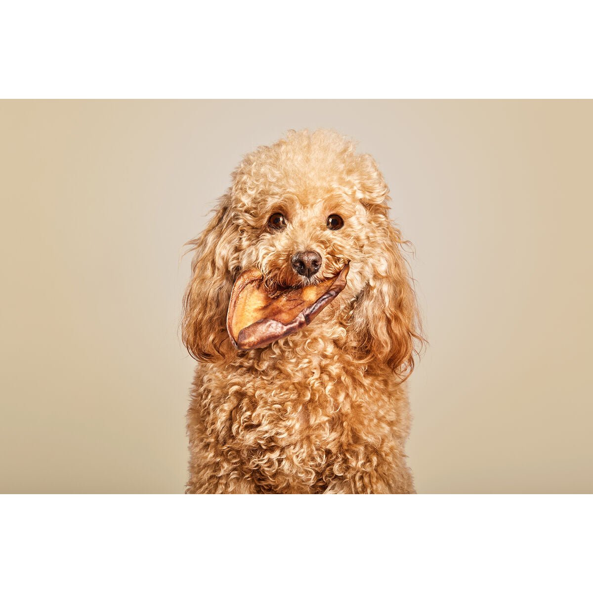 Dog Snack Snackys 10 Units Ear - Aapon Mini Market Ltd